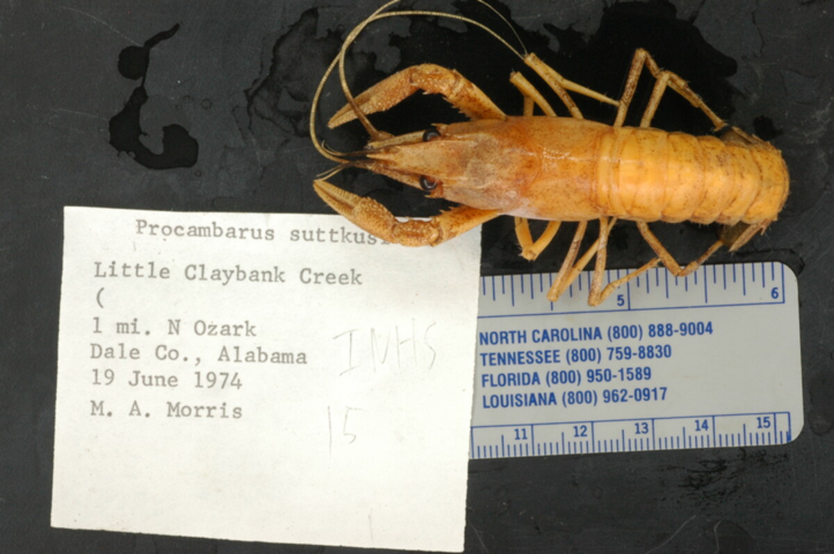 Procambarus suttkusi image